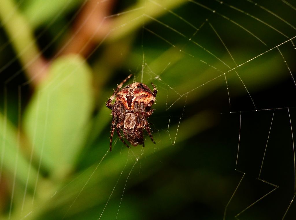 Araneidae sp.